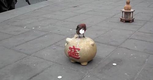 Canny_Hutong_Bird Ignores_the_Small_Change.jpg